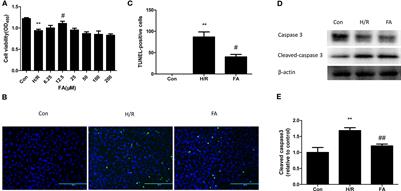 Ferulic Acid Attenuates Hypoxia/Reoxygenation Injury by Suppressing Mitophagy Through the PINK1/Parkin Signaling Pathway in H9c2 Cells